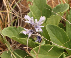 Ajuga ophrydis