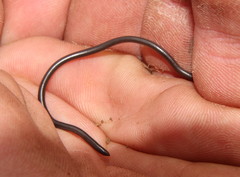 Leptotyphlops