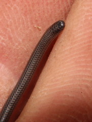 Leptotyphlops