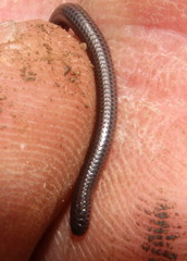 Leptotyphlops
