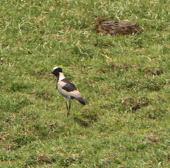 Vanellus armatus