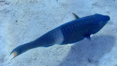 Scarus fuscopurpureus