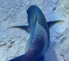 Scarus fuscopurpureus