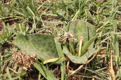 Ledebouria