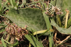 Ledebouria