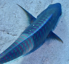 Scarus fuscopurpureus