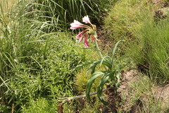 Crinum bulbispermum