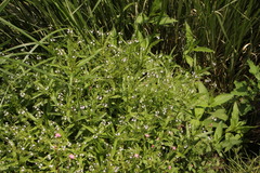 Veronica anagallis-aquatica