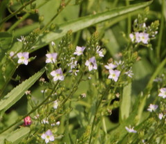 Veronica anagallis-aquatica