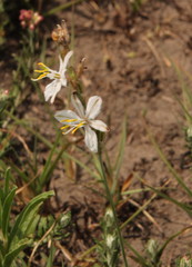 Chlorophytum fasciculatum