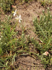 Chlorophytum fasciculatum