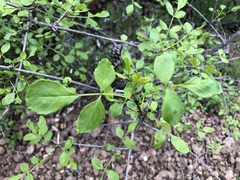 Fraxinus dipetala