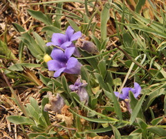 Aptosimum procumbens