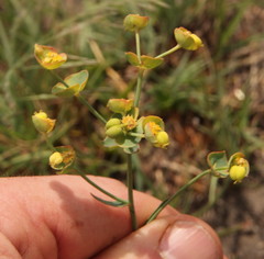 Euphorbia striata