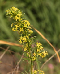 Galium capense