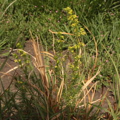 Galium capense