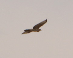 Accipitridae