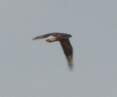 Accipitridae
