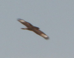 Accipitridae