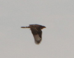 Accipitridae