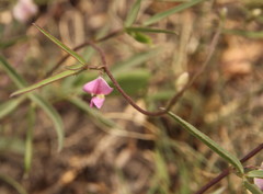 Fabaceae