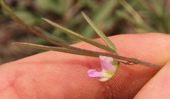 Fabaceae
