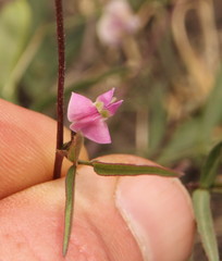 Fabaceae