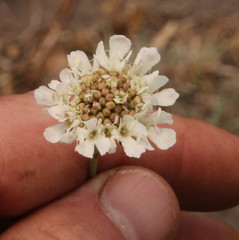 Scabiosa