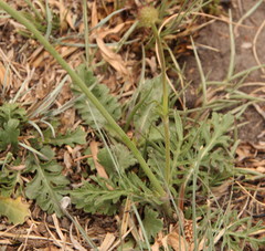 Scabiosa