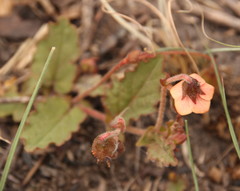 Hermannia