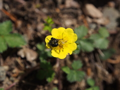 Ceratina