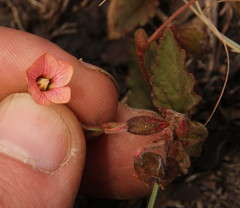Hermannia