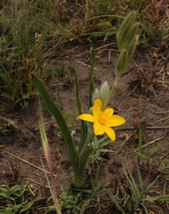 Hypoxis