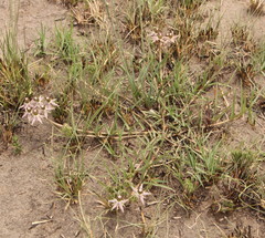 Asclepias gibba
