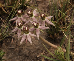 Asclepias gibba