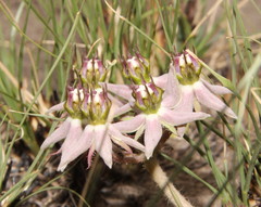 Asclepias gibba