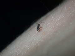 Euciodes suturalis