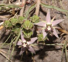 Asclepias gibba