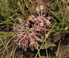 Ledebouria
