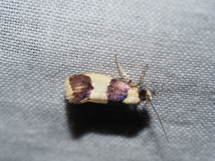 Telecrates laetiorella