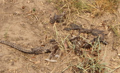 Hemachatus haemachatus