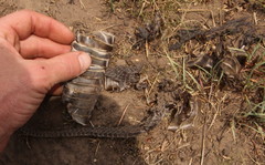 Hemachatus haemachatus