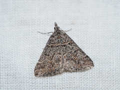 Dichromodes explanata