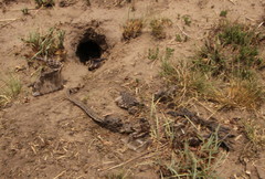 Hemachatus haemachatus