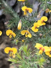 Dillwynia tenuifolia