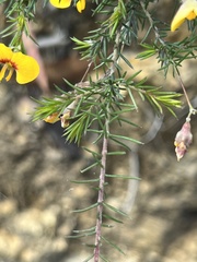 Dillwynia tenuifolia