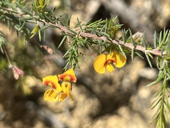 Dillwynia tenuifolia