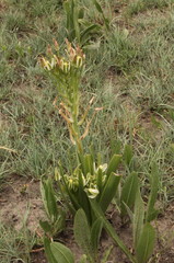 Albuca