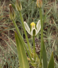 Albuca