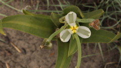 Albuca